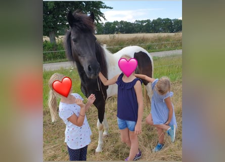 IJslander, Merrie, 10 Jaar, 138 cm, Gevlekt-paard