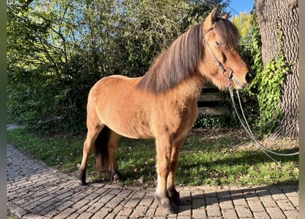 IJslander, Merrie, 10 Jaar, 141 cm