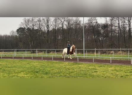 IJslander, Merrie, 10 Jaar, 144 cm, Gevlekt-paard