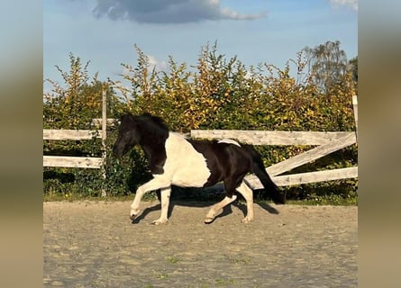 IJslander, Merrie, 10 Jaar, Gevlekt-paard