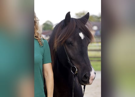 IJslander, Merrie, 10 Jaar, Zwart