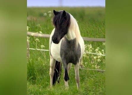 IJslander, Merrie, 11 Jaar, Gevlekt-paard