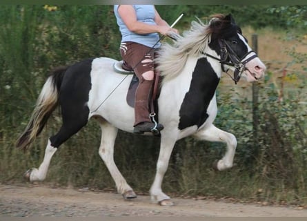 IJslander, Merrie, 12 Jaar, 136 cm, Gevlekt-paard