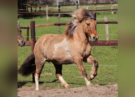IJslander, Merrie, 12 Jaar, 136 cm, Gevlekt-paard