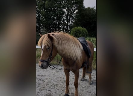 IJslander, Merrie, 12 Jaar, 139 cm, Vos