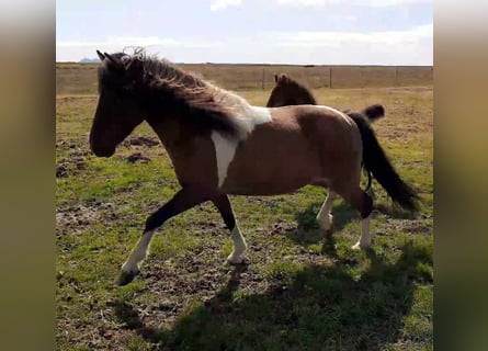 IJslander, Merrie, 12 Jaar, Gevlekt-paard