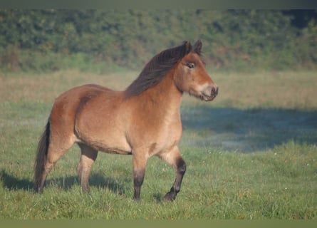 IJslander Mix, Merrie, 13 Jaar, 126 cm, Donkerbruin