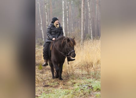 IJslander, Merrie, 13 Jaar, 131 cm, Zwart