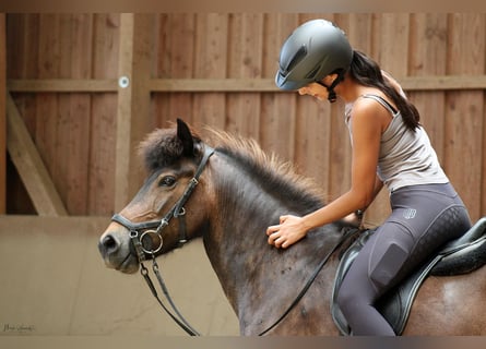 IJslander, Merrie, 13 Jaar, 139 cm, Bruin