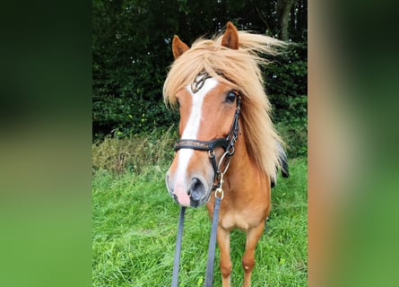 IJslander, Merrie, 14 Jaar, 134 cm, Vos