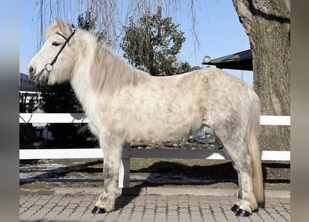 IJslander, Merrie, 14 Jaar, 143 cm, Schimmel