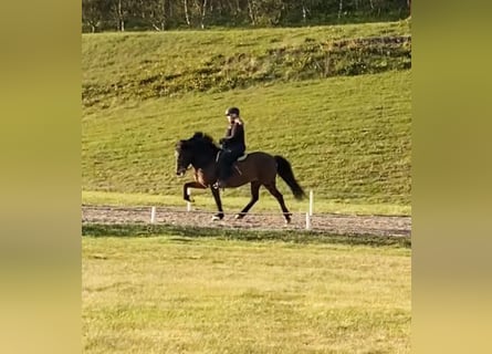 IJslander, Merrie, 15 Jaar, Roodbruin