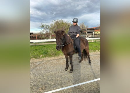 Islandpferd, Stute, 16 Jahre, 140 cm, Rappe