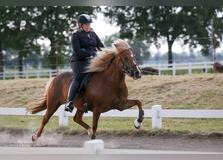 IJslander, Merrie, 16 Jaar, 142 cm, Donkere-vos