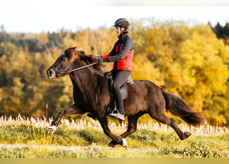 IJslander, Merrie, 16 Jaar, 142 cm, Zwart