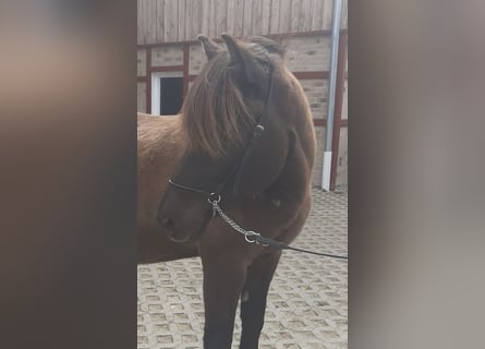 IJslander, Merrie, 16 Jaar, 144 cm, Gevlekt-paard