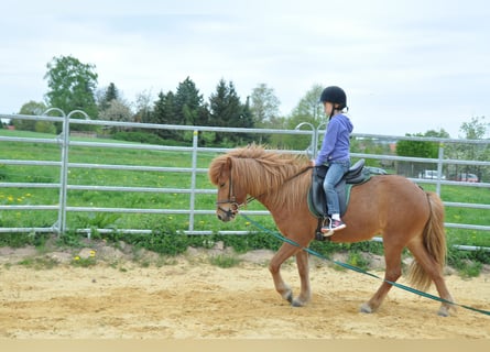 IJslander, Merrie, 17 Jaar, 135 cm, Vos