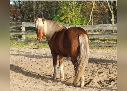 IJslander, Merrie, 17 Jaar, 138 cm