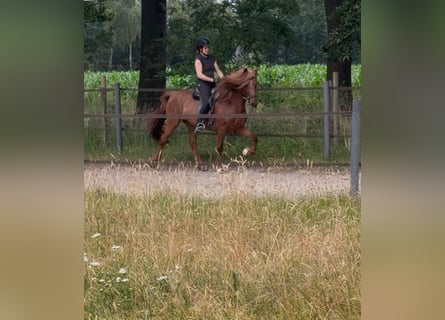 IJslander, Merrie, 19 Jaar, 138 cm, Vos