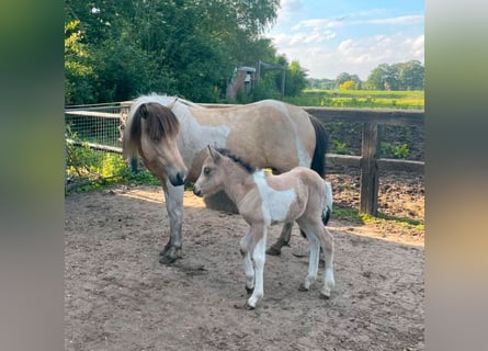 IJslander, Merrie, 1 Jaar, 140 cm, Buckskin