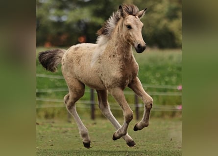 IJslander, Merrie, 1 Jaar, 140 cm, Gevlekt-paard