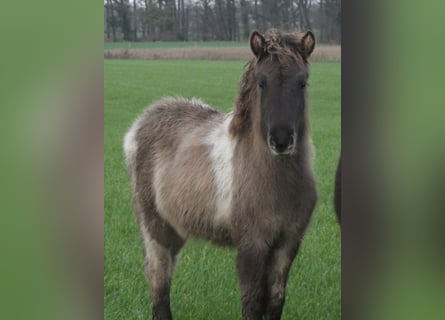 IJslander, Merrie, 1 Jaar, 140 cm, Gevlekt-paard