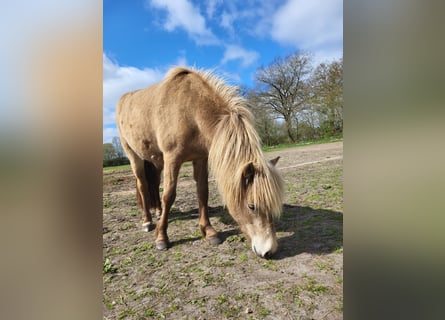 IJslander, Merrie, 2 Jaar, 138 cm