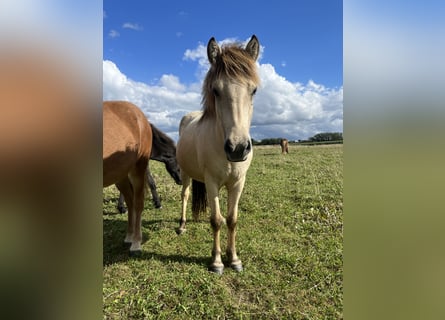 IJslander, Merrie, 2 Jaar, 140 cm, Buckskin