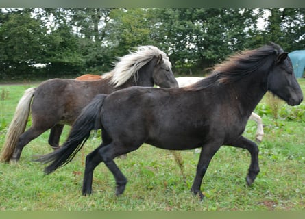 IJslander, Merrie, 3 Jaar, 139 cm, Zwart