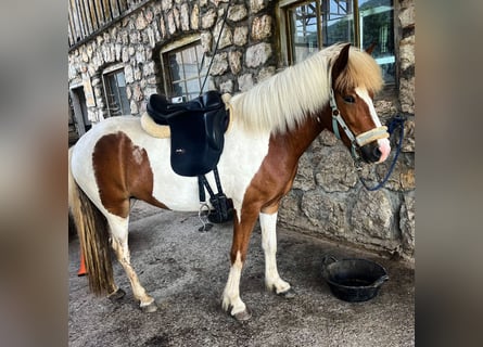IJslander, Merrie, 4 Jaar, 140 cm, Gevlekt-paard