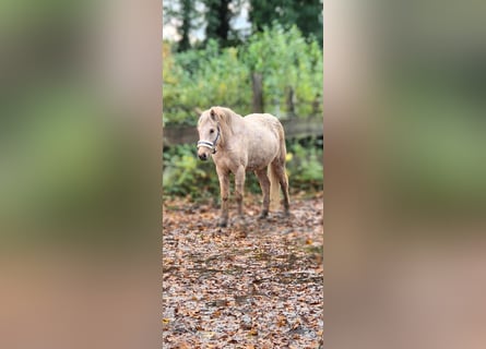 IJslander, Merrie, 4 Jaar, 140 cm, Palomino