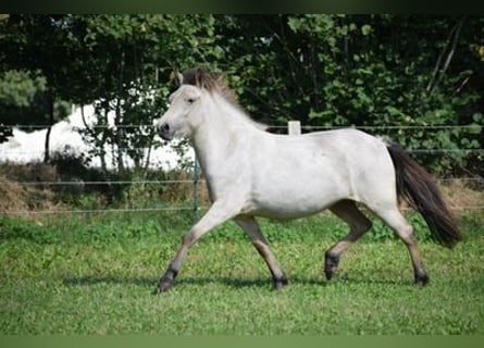 IJslander, Merrie, 4 Jaar, 144 cm