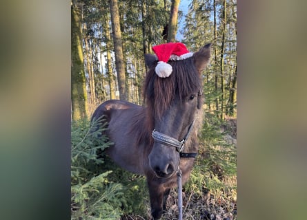 IJslander, Merrie, 5 Jaar, 138 cm, Zwart