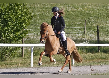 IJslander, Merrie, 5 Jaar, 140 cm, Falbe