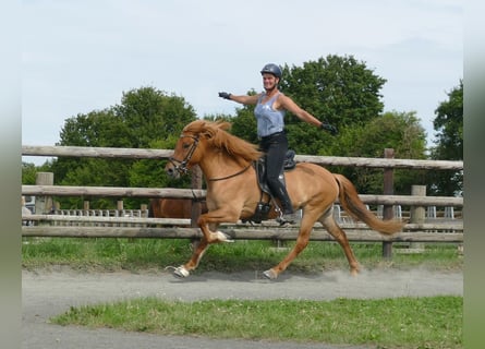 IJslander, Merrie, 5 Jaar, 142 cm, Falbe