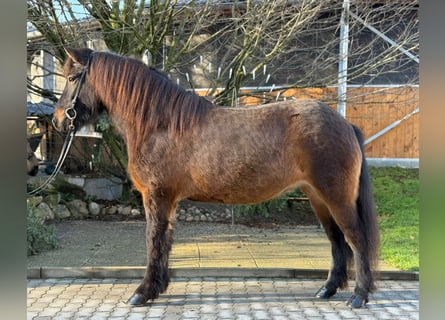 IJslander, Merrie, 5 Jaar, 143 cm, Bruin