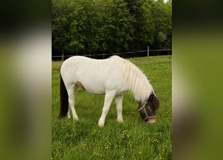 IJslander, Merrie, 5 Jaar, 145 cm, Gevlekt-paard