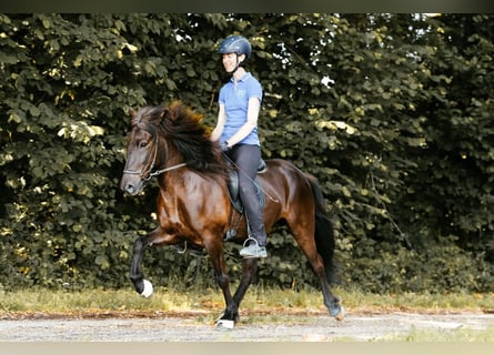 IJslander, Merrie, 5 Jaar, 145 cm, Zwart
