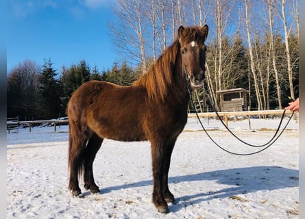 IJslander, Merrie, 6 Jaar, 135 cm, Zwart