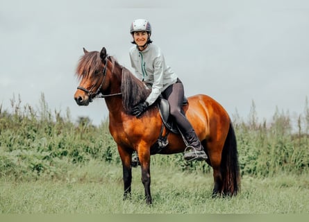 IJslander, Merrie, 6 Jaar, 139 cm, Bruin