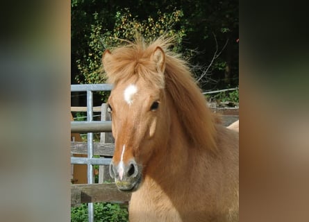 IJslander, Merrie, 6 Jaar, 140 cm, Falbe