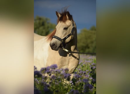 IJslander, Merrie, 6 Jaar, 140 cm, Tobiano-alle-kleuren