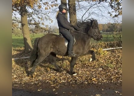 IJslander, Merrie, 6 Jaar, 142 cm, Zwart