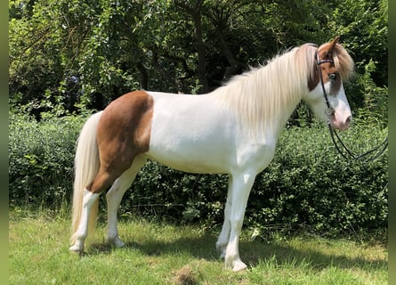 IJslander, Merrie, 6 Jaar, 147 cm, Gevlekt-paard