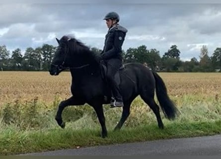 IJslander, Merrie, 6 Jaar, 147 cm, Zwart