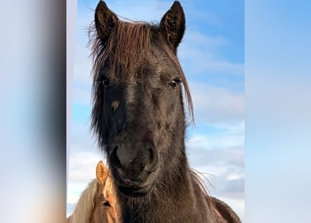 IJslander, Merrie, 6 Jaar, Zwart