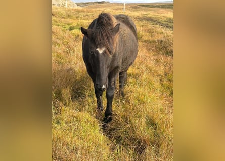 IJslander, Merrie, 6 Jaar, Zwart