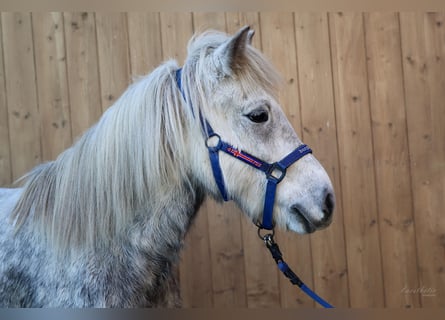 IJslander, Merrie, 7 Jaar, 136 cm, Schimmel