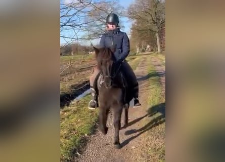 IJslander, Merrie, 7 Jaar, 136 cm, Zwart