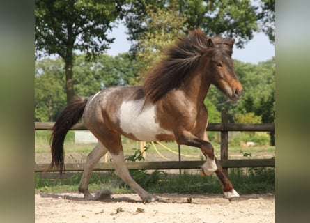 IJslander, Merrie, 7 Jaar, 138 cm, Gevlekt-paard